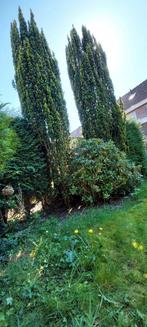 GRATIS - Taxus baccata 'Fastigiata', Tuin en Terras, Planten | Bomen, Ophalen, Bloeit niet, Volle zon, Overige soorten