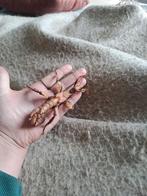Australische flappentakken mannetjes en vrouwtjes, Dieren en Toebehoren, Wandelende tak