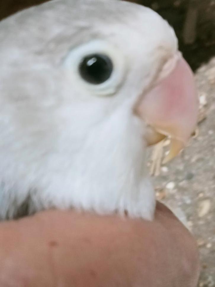 Prachtige xxl agapornis fisheri split dilute pop brr, Dieren en Toebehoren, Vogels | Parkieten en Papegaaien, Dwergpapegaai of Agapornis