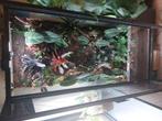 Overcompleet terrarium, Dieren en Toebehoren, Reptielen en Amfibieën | Toebehoren, Ophalen of Verzenden, Zo goed als nieuw, Terrarium of Paludarium