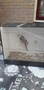 Rosella, Dieren en Toebehoren, Vrouwelijk, Parkiet