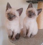 Britse korthaar kittens mogen verhuizen, Ontwormd, Meerdere dieren, 0 tot 2 jaar