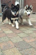 Pomsky pup , heeft  bench training en socialisatietraning, Dieren en Toebehoren, CDV (hondenziekte), 8 tot 15 weken, Teef, Poolhond