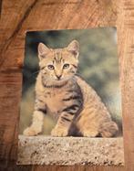 Schattig grijs katje, Verzenden, Gelopen, Hond of Kat