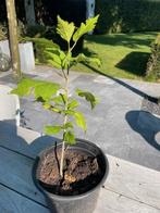 hibiscus, hibiscusplant, hibiscus struik, Overige soorten, Volle zon, Vaste plant, Ophalen of Verzenden