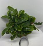 Bucephalandra "waivy green", Ophalen of Verzenden, Zo goed als nieuw, Plant(en), Steen of Hout