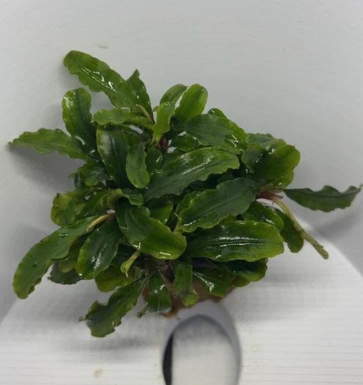 Bucephalandra "waivy green", Dieren en Toebehoren, Vissen | Aquaria en Toebehoren, Zo goed als nieuw, Plant(en), Steen of Hout