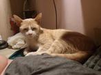 Lieve zachtaardige mooie poes van 7 maanden, Dieren en Toebehoren, Katten en Kittens | Overige Katten, Poes, Kortharig, 0 tot 2 jaar