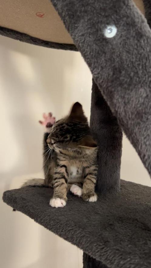 50% britse korthaar en 50% Cyperse kittens, Dieren en Toebehoren, Katten en Kittens | Raskatten | Korthaar, Meerdere dieren, 0 tot 2 jaar