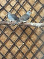 diamantduif koppel, Meerdere dieren, Geringd