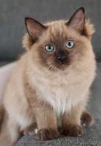 Raszuivere ragdoll kitten MET STAMBOOM!, Dieren en Toebehoren, Katten en Kittens | Raskatten | Langhaar, Kater, Gechipt, 0 tot 2 jaar