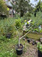Vijgenboom Ghadanne uit Noord Marokko 4 jaar 1,7 meter, Ophalen, Lente, Volle zon, In pot