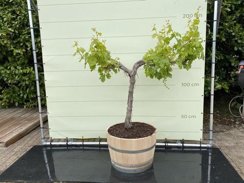 Druif op oude stam in wijnvat - stamomvang 18-22 cm, Tuin en Terras, Planten | Bomen, Overige soorten, 100 tot 250 cm, Volle zon