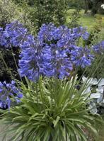 Agapanthus paars blauw, Tuin en Terras, Planten | Tuinplanten, Zomer, Ophalen of Verzenden, Overige soorten, Volle zon