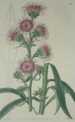 Antieke kopergravure uit The Botanical Register Lampepoetser, Ophalen of Verzenden