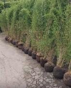 Niet woekerende bamboe , bamboeplanten  , fargesia, Ophalen, Bamboe