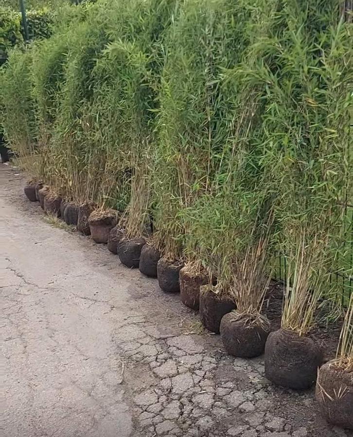 Niet woekerende bamboe , bamboeplanten  , fargesia, Tuin en Terras, Planten | Struiken en Hagen, Bamboe, Ophalen