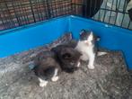 3 lieve kittens te koop, Dieren en Toebehoren, Katten en Kittens | Overige Katten, Kortharig, 0 tot 2 jaar