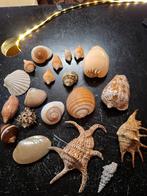 Verzameling Schelpen - 20 stuks, Ophalen of Verzenden, Zo goed als nieuw, Hond of Kat, Beeldje of Figuurtje
