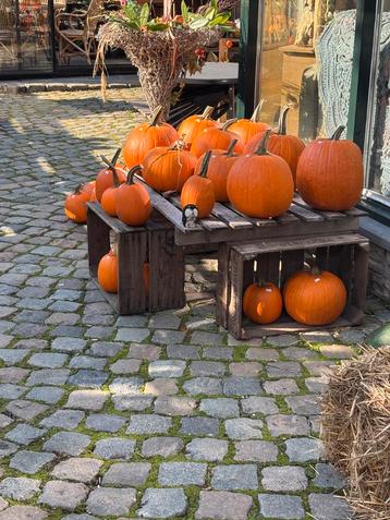HALLOWEEN POMPOENEN , OP=OP beschikbaar voor biedingen