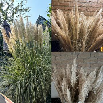 Pampas pluimen vers uit eigen tuin beschikbaar voor biedingen