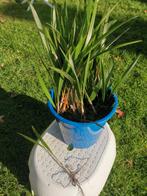 trachycarpus fortunei. 100 x, Tuin en Terras, Planten | Tuinplanten, Ophalen, Overige soorten, Volle zon