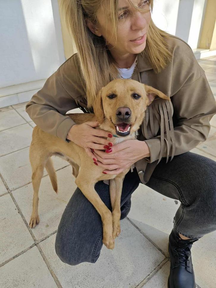 Lieve jonge hond (reu), Dieren en Toebehoren, Honden | Niet-rashonden, Middel, Reu, Particulier, Eén hond, Buitenland, 1 tot 2 jaar