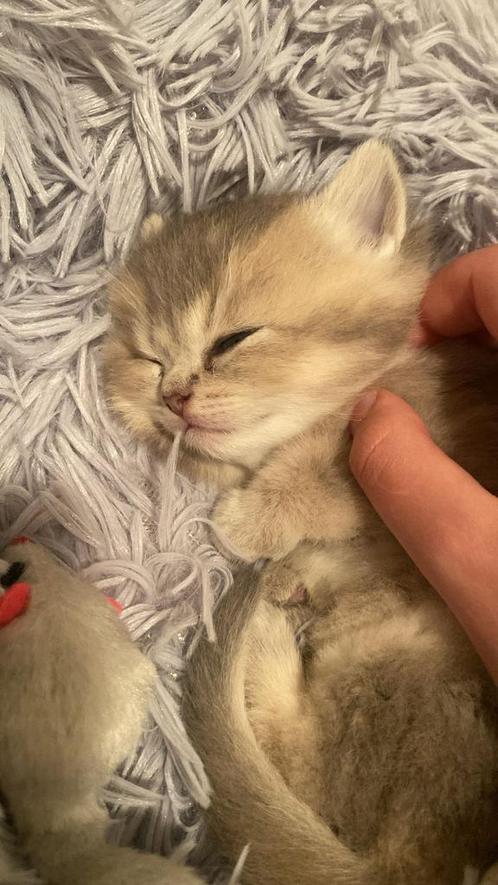 Schattige snoezige britse grijs/gouden korthaartjes, Dieren en Toebehoren, Katten en Kittens | Raskatten | Langhaar