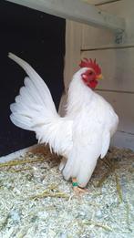 Ayam Serama spier WIT haantje, Dieren en Toebehoren, Pluimvee, Mannelijk, Kip