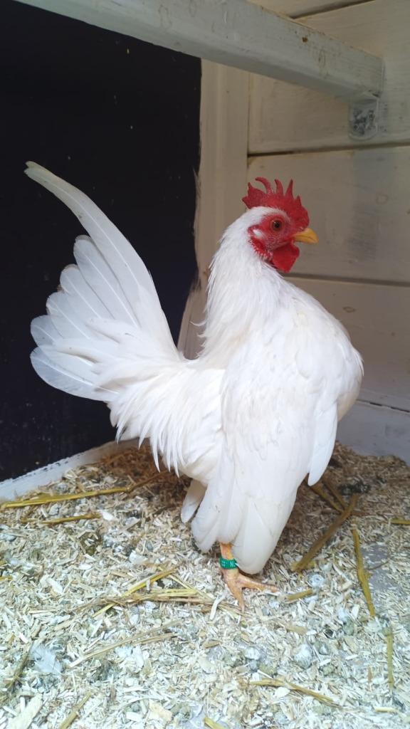 Ayam Serama spier WIT haantje, Dieren en Toebehoren, Pluimvee, Kip, Mannelijk