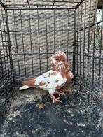 Te koop, Mannelijk, Postduif