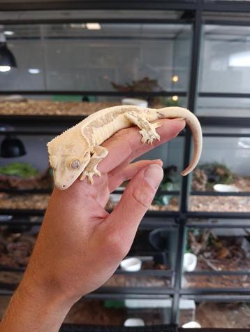 Wimpergekko man uit 2024 beschikbaar voor biedingen