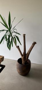 Gratis plant, Huis en Inrichting, Kamerplanten, Ophalen, Halfschaduw, Minder dan 100 cm