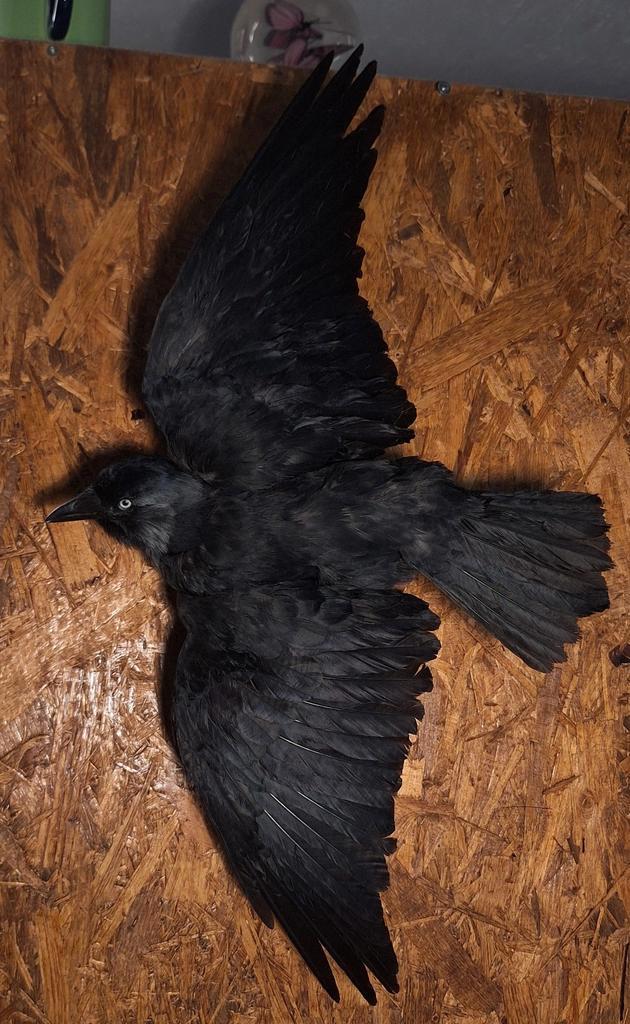 Opgezette Kauw, Verzamelen, Dierenverzamelingen, Nieuw, Opgezet dier, Vogel, Ophalen of Verzenden