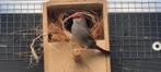 Prachtig jong koppel Astrildes, Dieren en Toebehoren, Vogels | Overige Vogels, Meerdere dieren
