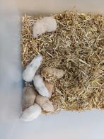 Syrische hamsters, Dieren en Toebehoren, Knaagdieren, Hamster, Meerdere dieren, Tam, Oktober