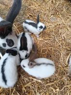 Mooi nestje Lotharinger konijnen, Dieren en Toebehoren, Meerdere dieren, Groot