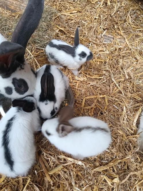 Mooi nestje Lotharinger konijnen, Dieren en Toebehoren, Konijnen, Groot, Meerdere dieren