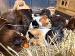 Jonge cavia beren (beer, beertjes), Dieren en Toebehoren, Knaagdieren, September, Mannelijk, Cavia