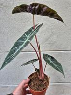 Alocasia Pink Dragon p12, Huis en Inrichting, Kamerplanten, Ophalen of Verzenden, Halfschaduw, Minder dan 100 cm