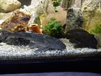 Algeneter grote zeilvin pleco,s waar u g_ ruimte voor heeft, Dieren en Toebehoren, Reptielen en Amfibieën