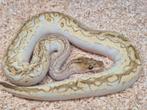 Python regius bongo pastel lesser clown man, Dieren en Toebehoren, Slang, 0 tot 2 jaar