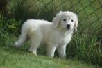Golden retriever pups nieuw nestje, Dieren en Toebehoren, Golden retriever, België, 8 tot 15 weken, Meerdere