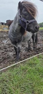 Mini shetlander ruin ook nog sulky met tuigje, Dieren en Toebehoren, Pony's, Ruin, A pony (tot 1.17m), 0 tot 2 jaar