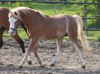 Prachtige A Welsh!!!, Dieren en Toebehoren, Pony's, Dressuurpony, A pony (tot 1.17m), 3 tot 6 jaar, Gechipt