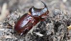 Neushoornkever oryctes nasicornis nog enkele beschikbaar, Dieren en Toebehoren, Insecten en Spinnen, Overige soorten