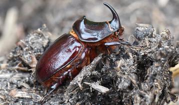 Neushoornkever oryctes nasicornis nog enkele beschikbaar  beschikbaar voor biedingen