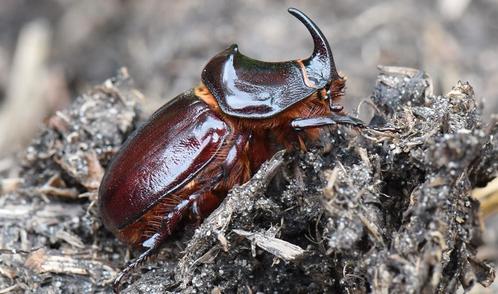 Neushoornkever oryctes nasicornis nog enkele beschikbaar, Dieren en Toebehoren, Insecten en Spinnen, Overige soorten