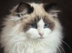 Ragdoll kittens met stamboom en geteste ouders, Dieren en Toebehoren, Katten en Kittens | Raskatten | Langhaar, Meerdere dieren