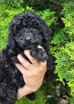 Zwarte Toy Poedel / Toy Poodle / Reutje, Poedel, Particulier, Rabiës (hondsdolheid), Reu
